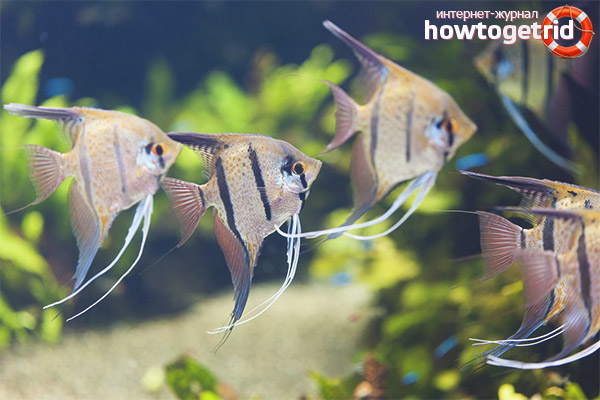 Breeding angelfish