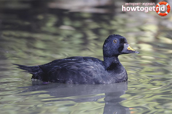 Reproduction of singing