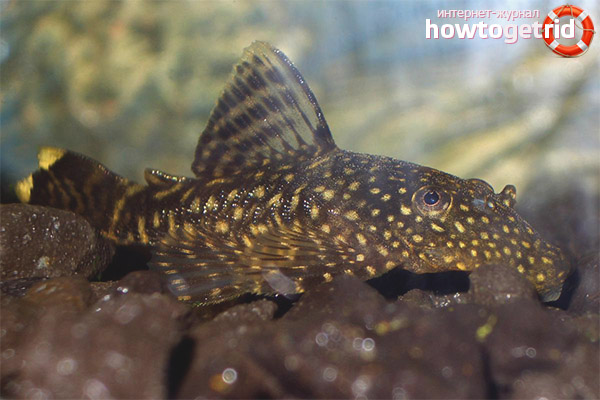 Breeding catfish Antsistrus