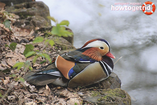 Breeding Mandarin Ducks