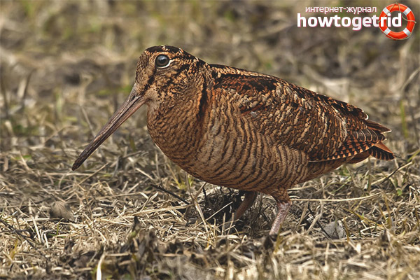 Woodcock propagation