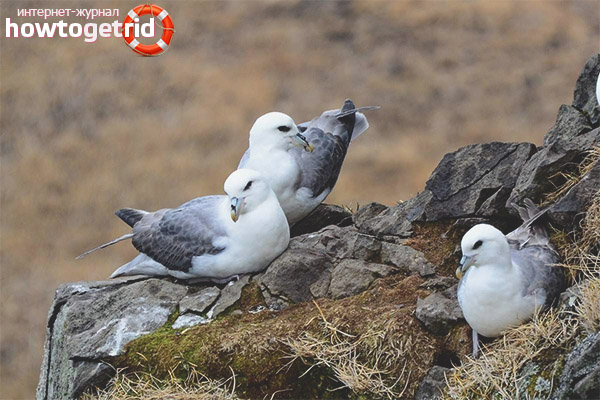 Varieties of fulmar