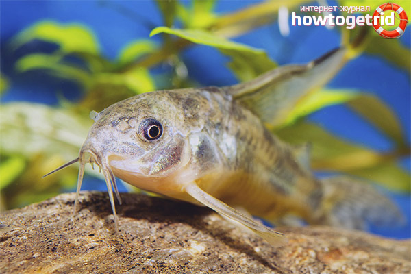 Breeding of speckled catfish