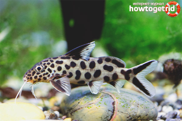 Cuckoo catfish breeding