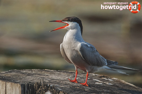 River tern