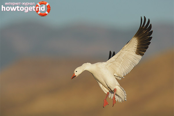 The rhythm of the life of a white goose