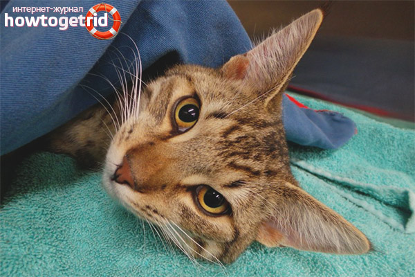 How much the cat leaves from anesthesia after castration