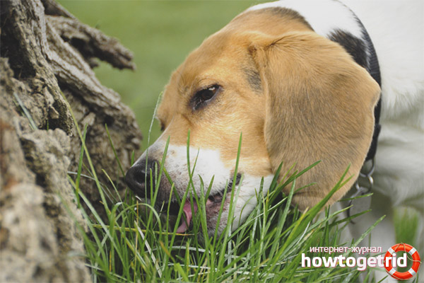 Dog eats grass outdoors