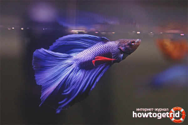 The content of aquarium fish cockerel