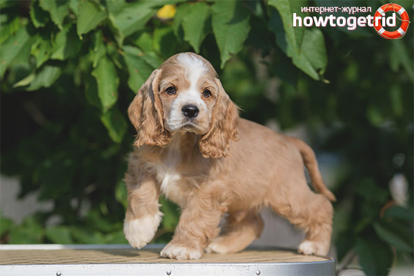 American Cocker Spaniel Content