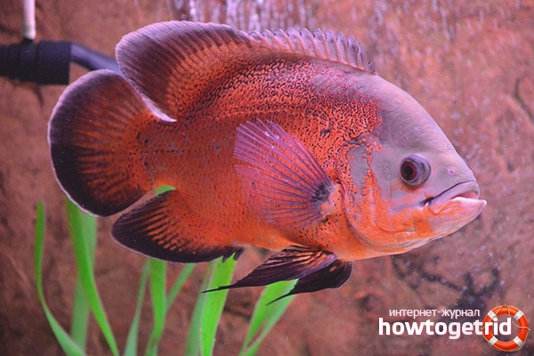 Astronotus Content