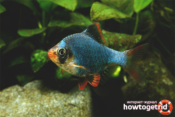 Mossy barbus content