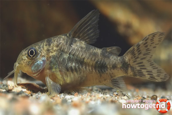 Speckled Catfish Content