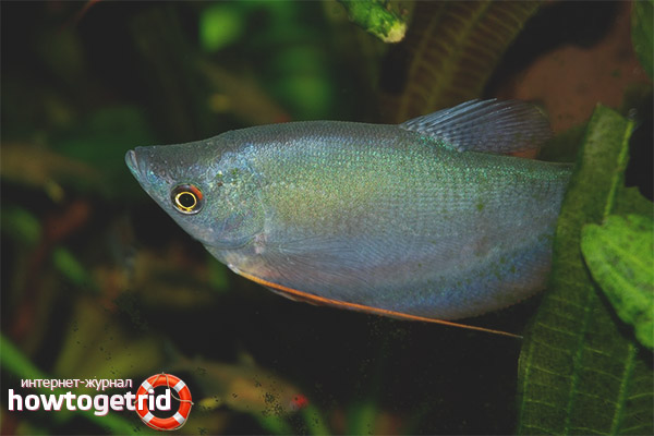 Lunar gourami content