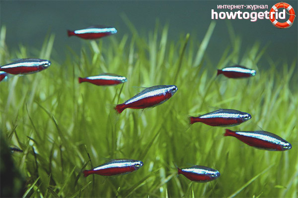 Red neon fish content