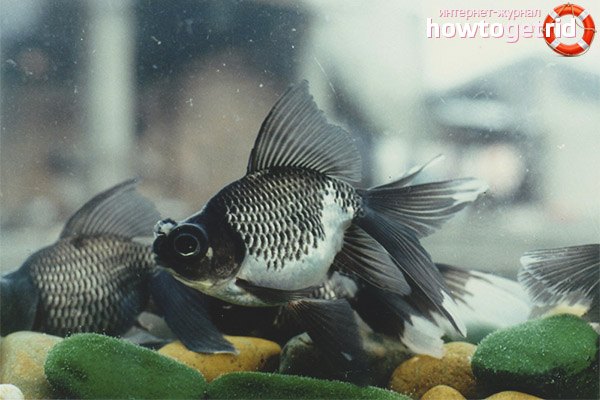 Keeping fish telescope