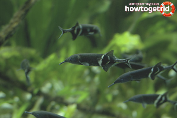 Elephant Fish Content