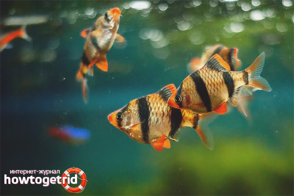 The content of Sumatran barbs