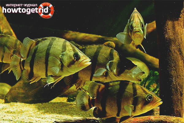 The content of tiger perch