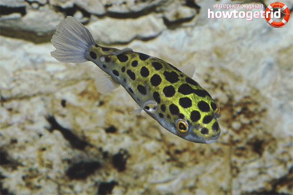 The content of green tetradons