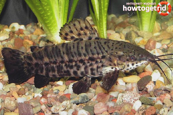 Tarakatum catfish content