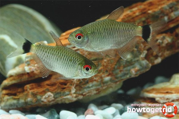 Phylogen Compatibility