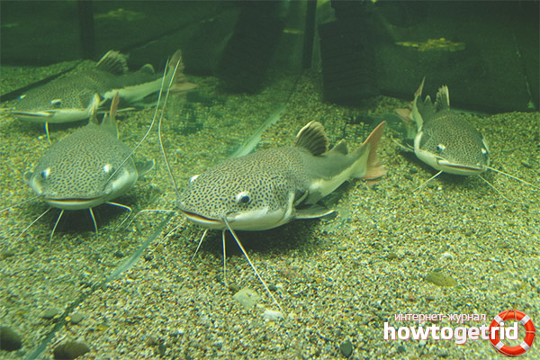Red-Tailed Catfish Compatibility