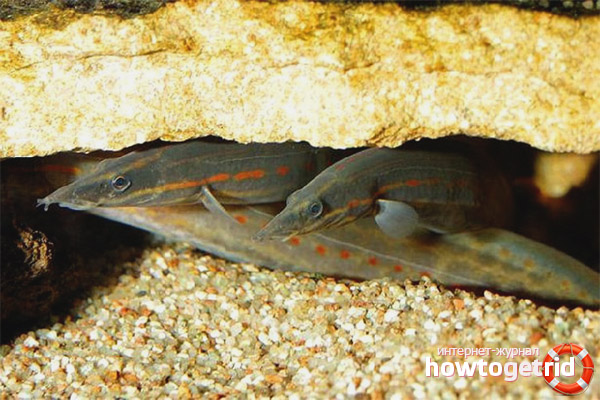 Compatible mastastepel fitus