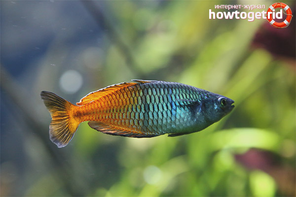 Iris compatibility boesemans