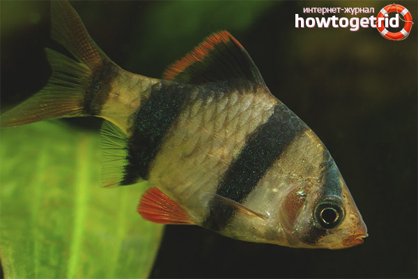 Sumatran Barbus Compatibility