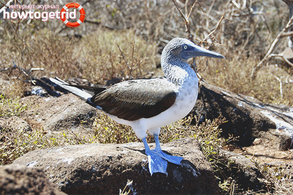 The habitat of the blue footed booby
