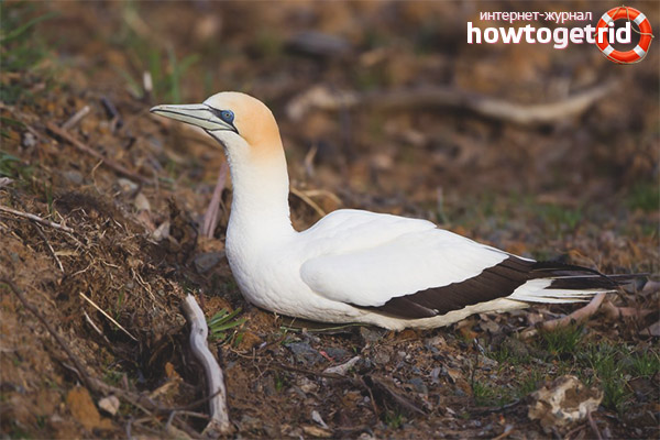 Habitat and Nesting of Northern Gannetwhales