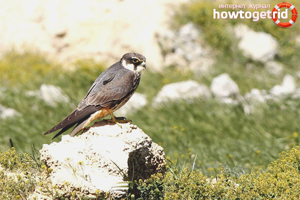 Habitat bird cheglock