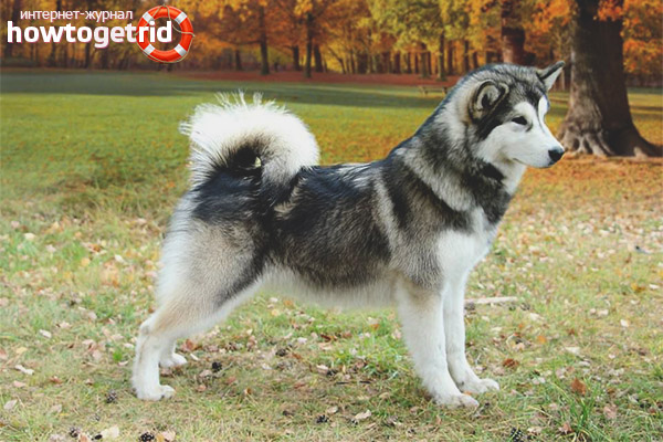 Alaskan Malamute breed standard