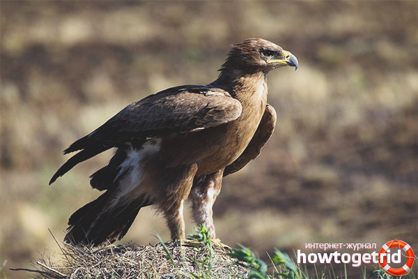 Steppe eagle