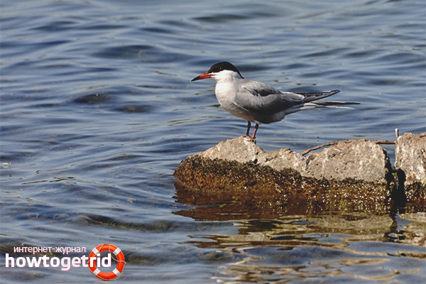 Sterna hirundo