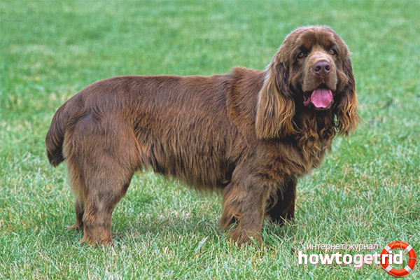 Sussex Spaniel