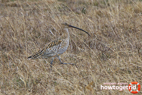 Curly Curlew
