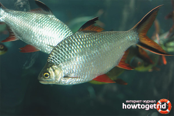 Difficulties in maintaining bream-shaped barbs