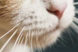 The cat has a mustache