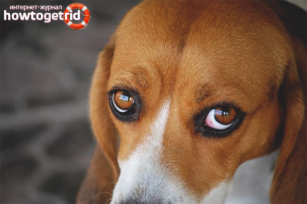 The dog has red whites of the eyes