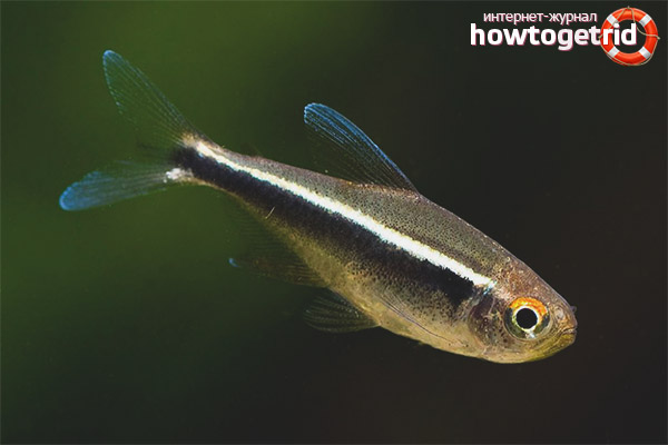 Care and maintenance of black neon