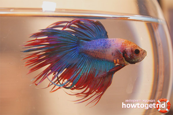 Types of aquarium fish cockerel