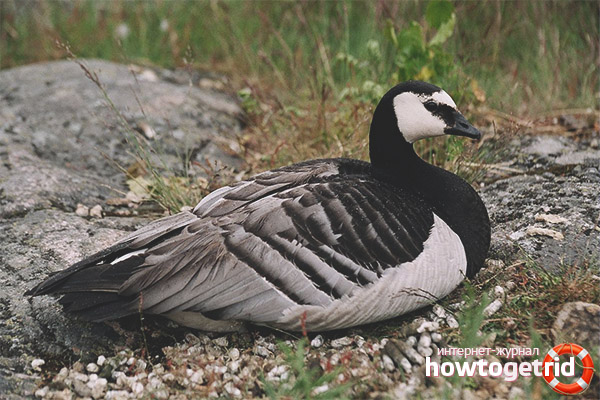 Appearance of a white-breasted goose
