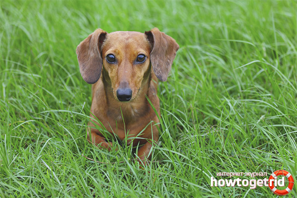Raising and training dachshunds