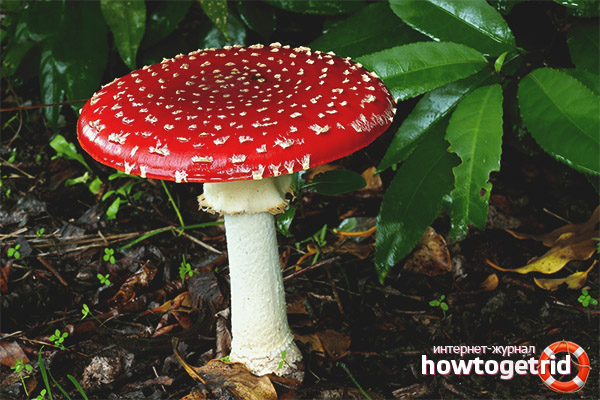 Amanita muscaria