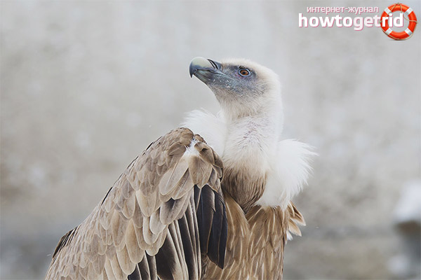 Griffon vulture