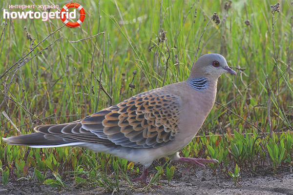 Big turtledove