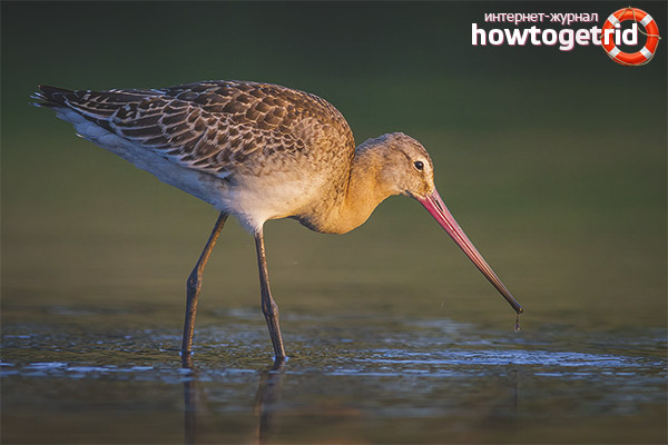 Large godwit