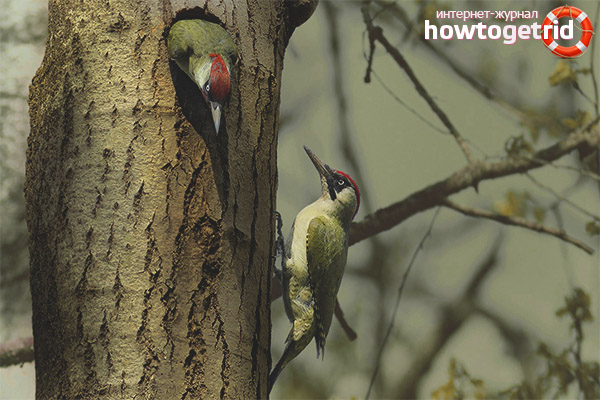 Courtship games of green woodpeckers